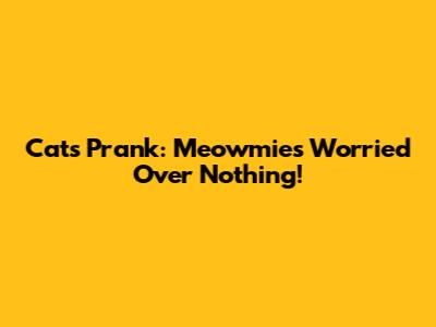 Cat's Prank: Meowmies Worried Over Nothing!