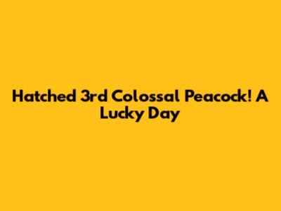 Hatched 3rd Colossal Peacock! A Lucky Day