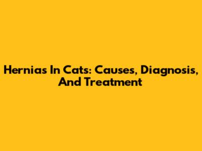Hernias In Cats: Causes, Diagnosis, And Treatment