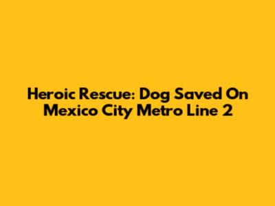 Heroic Rescue: Dog Saved On Mexico City Metro Line 2