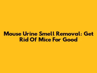 Mouse Urine Smell Removal: Get Rid Of Mice For Good